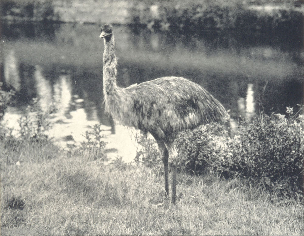 BIRDS. Emu 1912 old antique vintage print picture